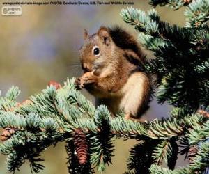Puzzle Κόκκινο σκίουρο σε ένα δέντρο